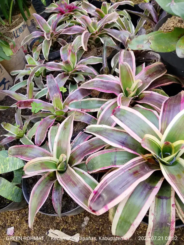 Bromelia Lipstik