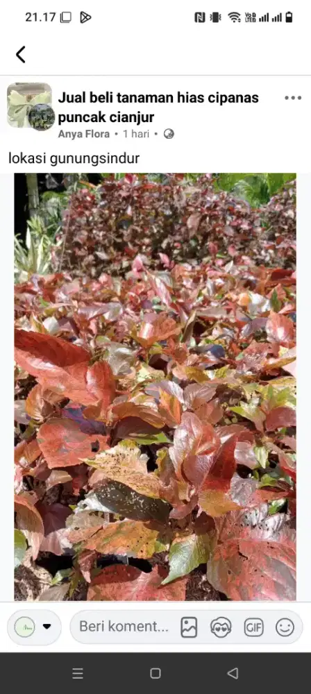 Tanaman Akalipah Merah