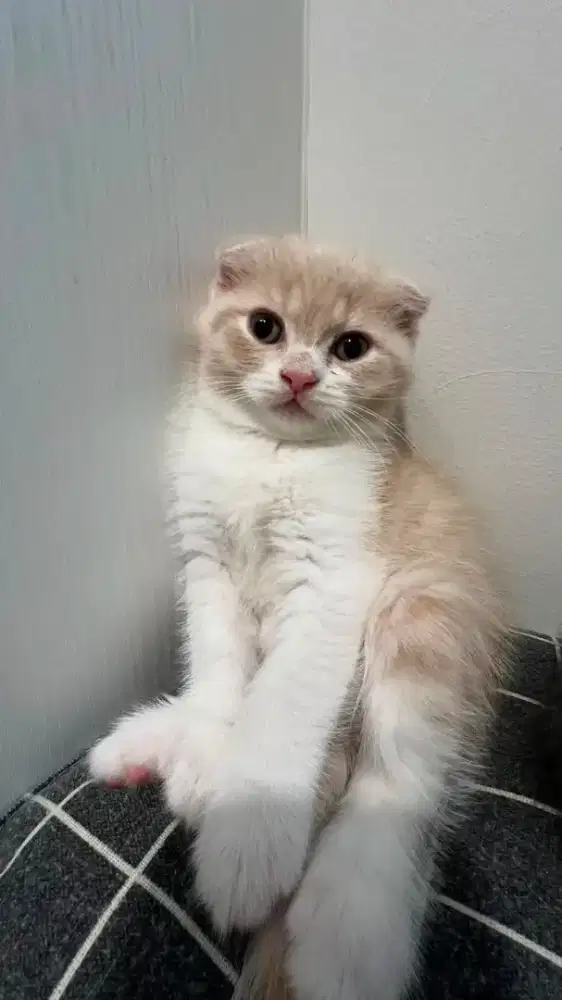 BSH x Scottish Fold Jantan Red bico