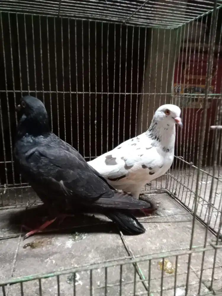 Burung dara pasangan