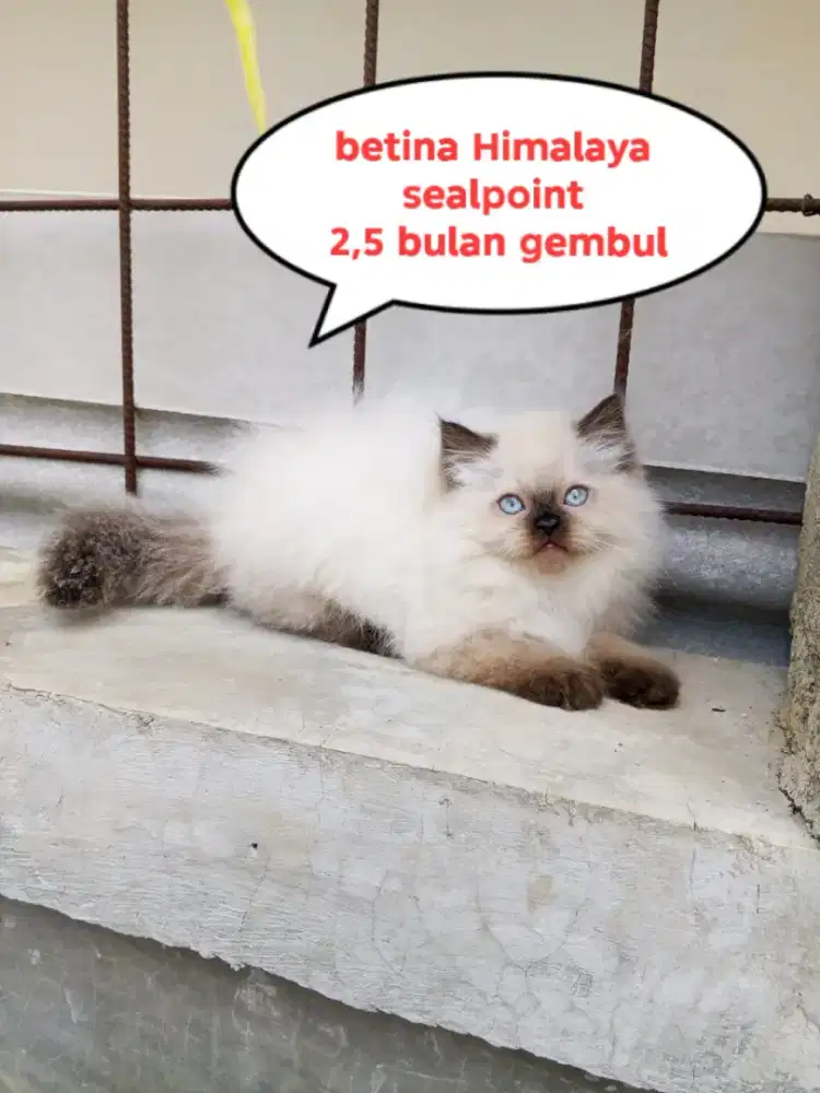 Kucing himalaya sealpoint