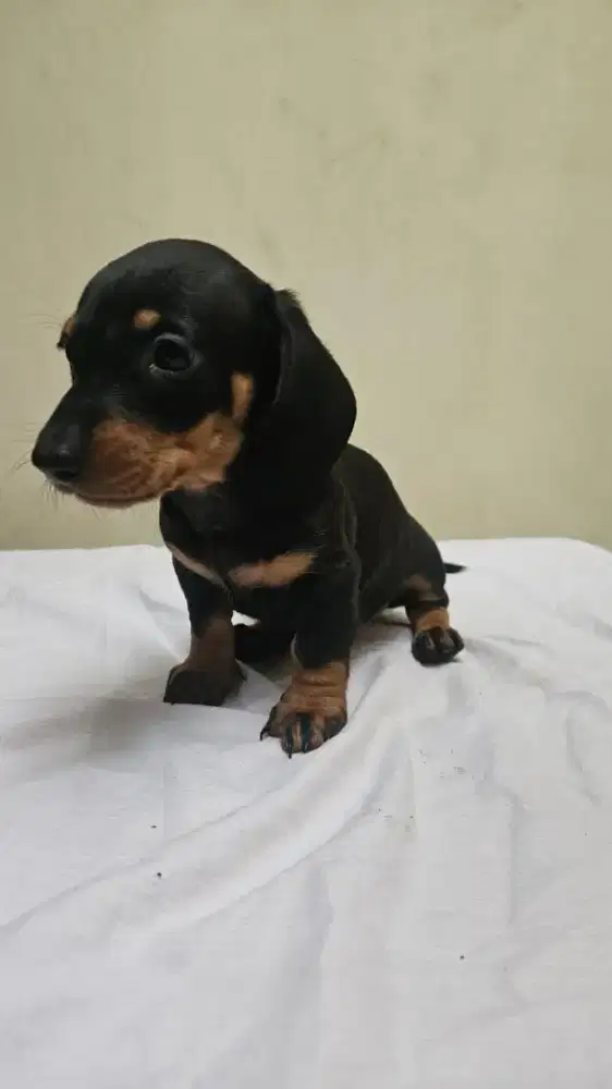 2 ekor puppies tekel jantan black tan