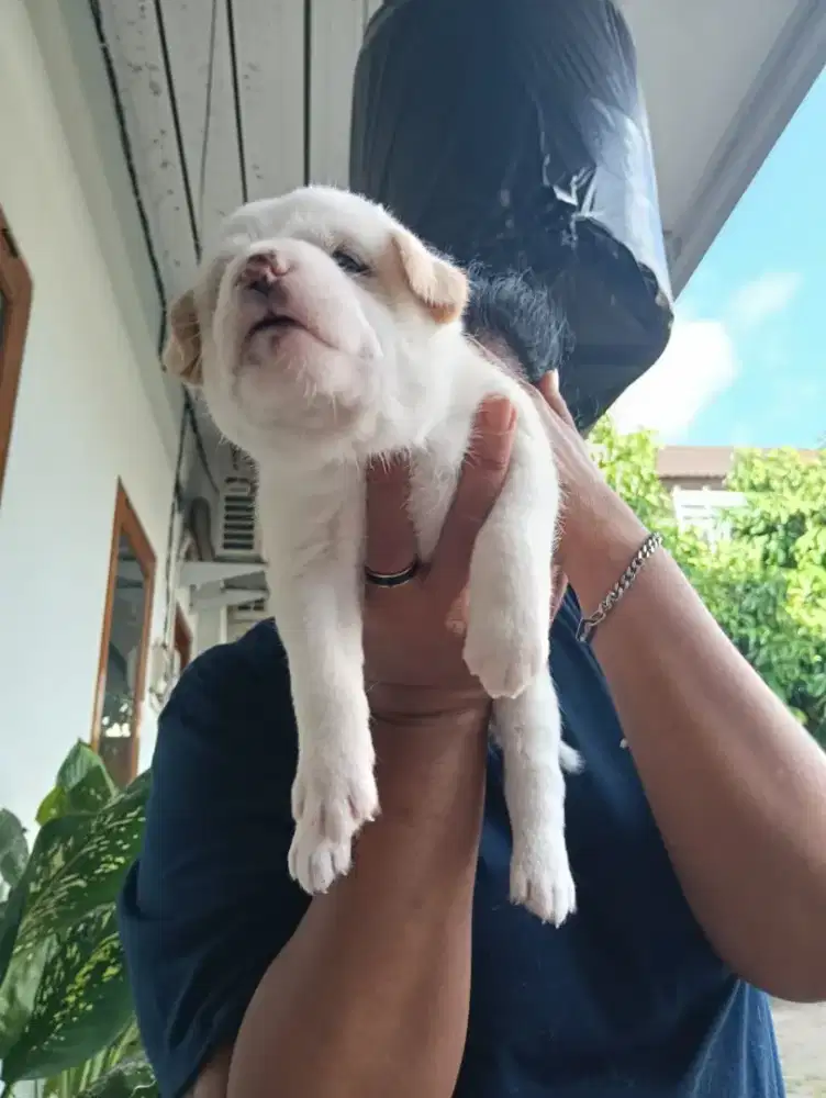 Mencari Orang tua Adopsi untuk anabul saya. Yg Serius Ingin adopsi