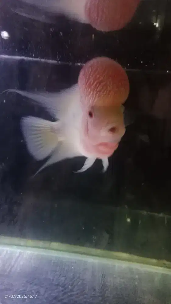 Ikan louhan boom head