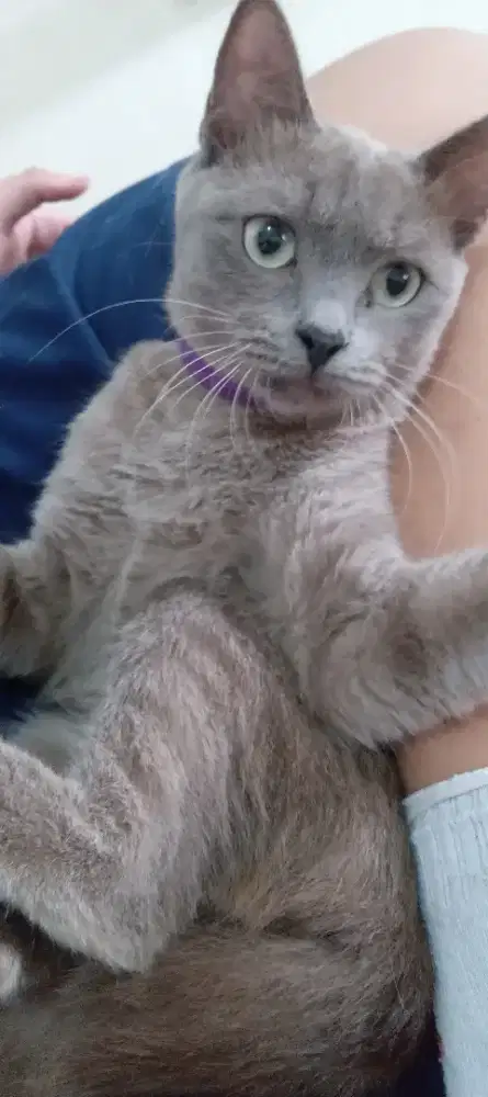 Kucing Busok usia 1 tahun