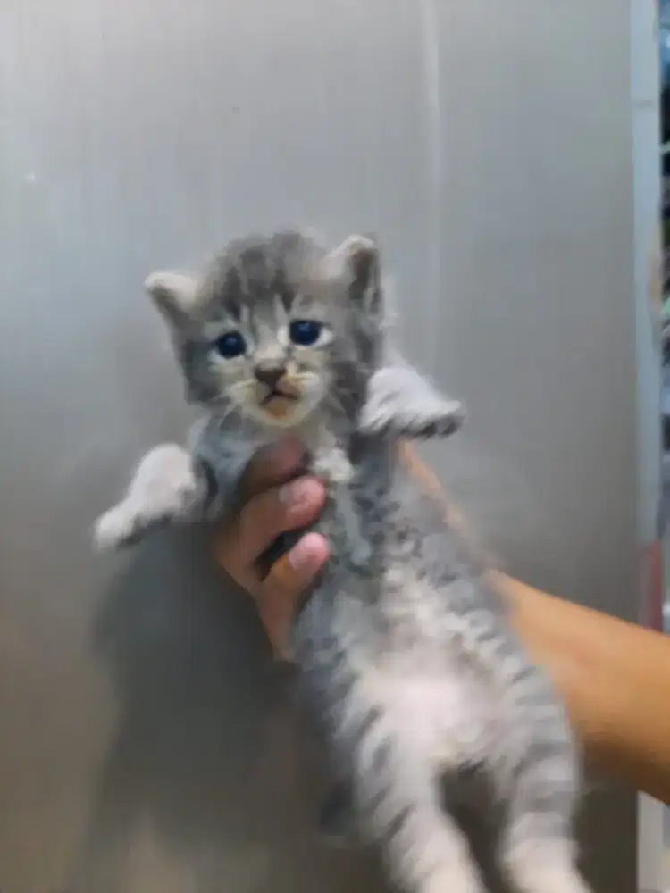 Kitten Persian x scotish Bapak nya!