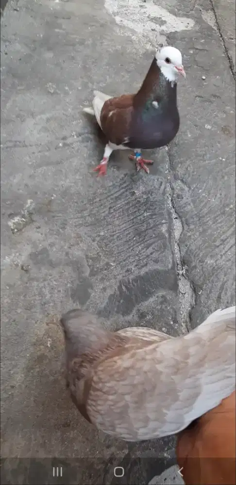 Sepsang merpati giring keket