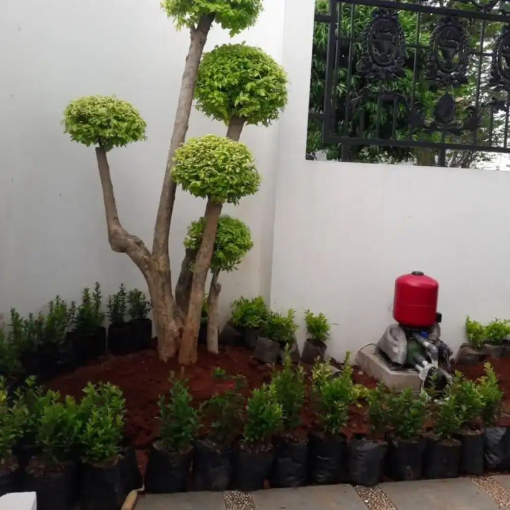 Jasa tukang taman panggilan