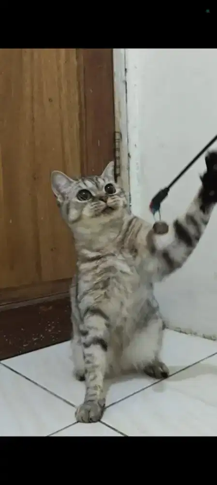 Kucing Munchkin NS Betina