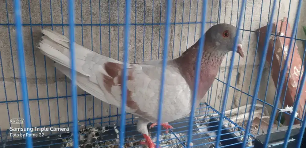 Merpati dara cewean