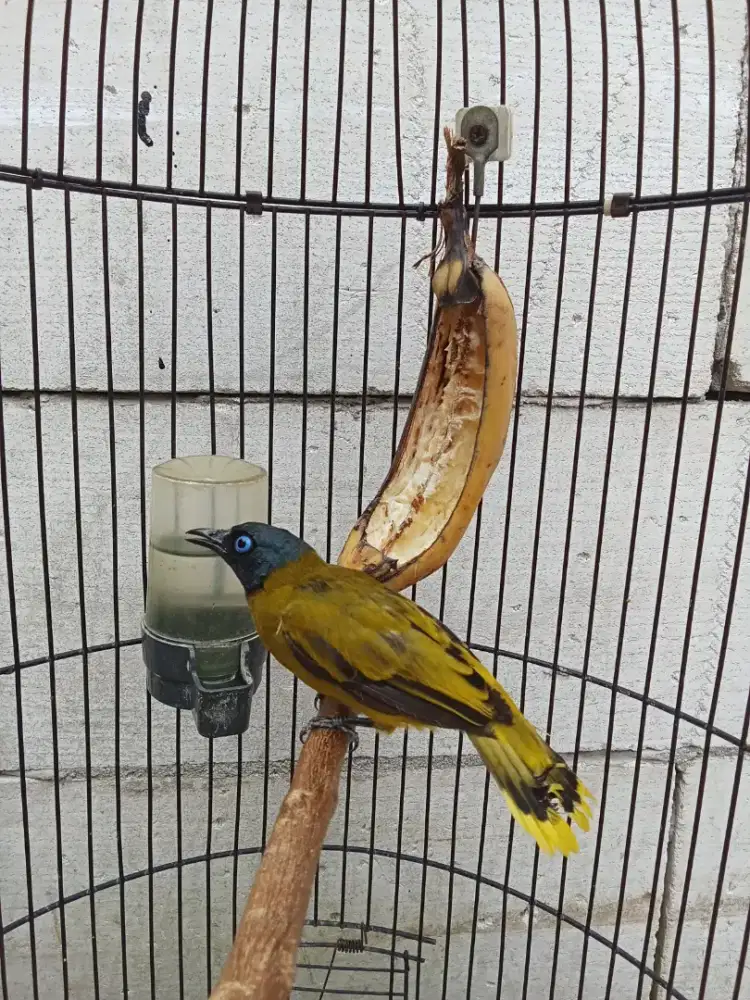 burung kutilang sutra