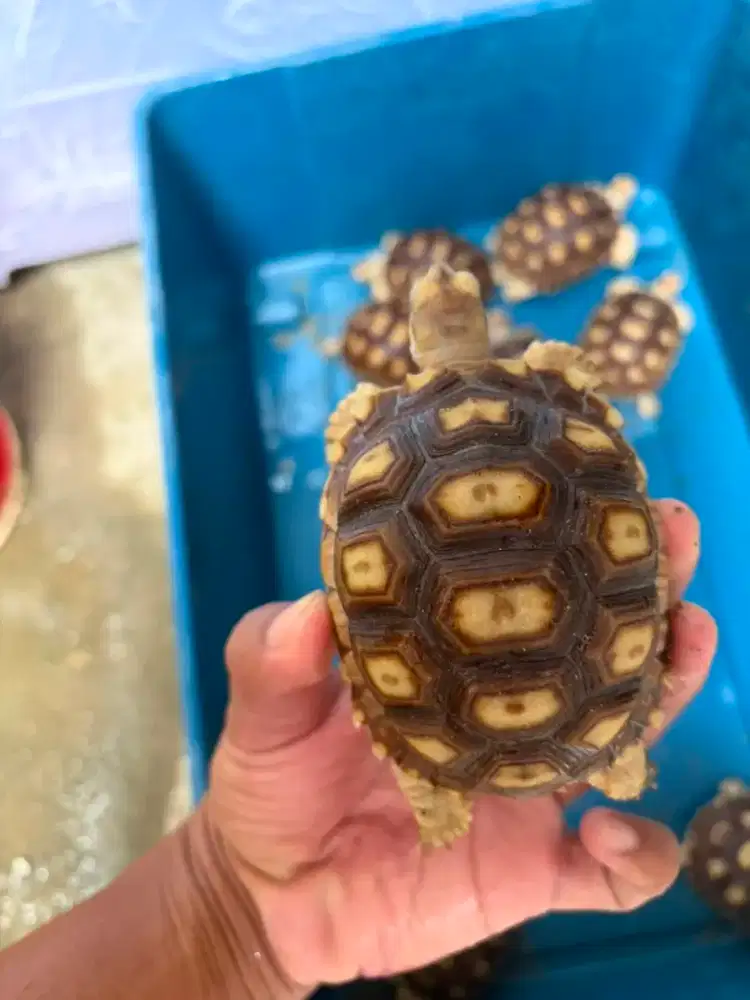 Sulcata Size 7-10cm