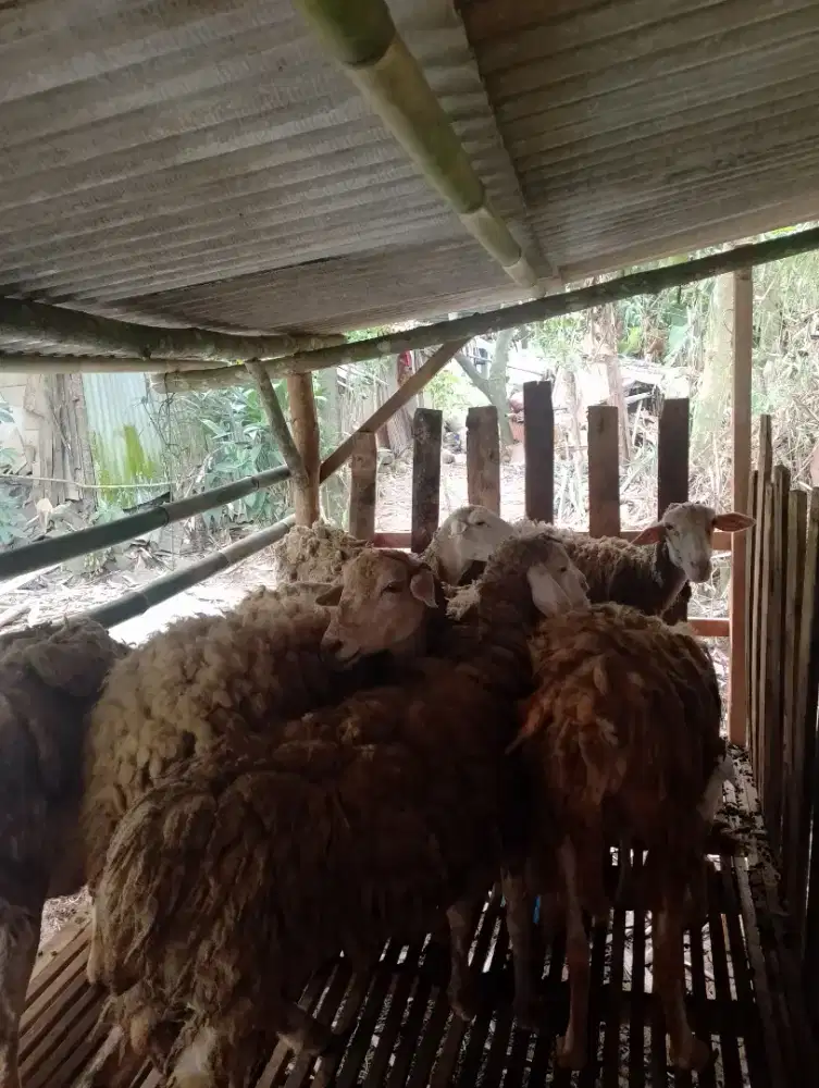 Jual domba gemuk gemuk