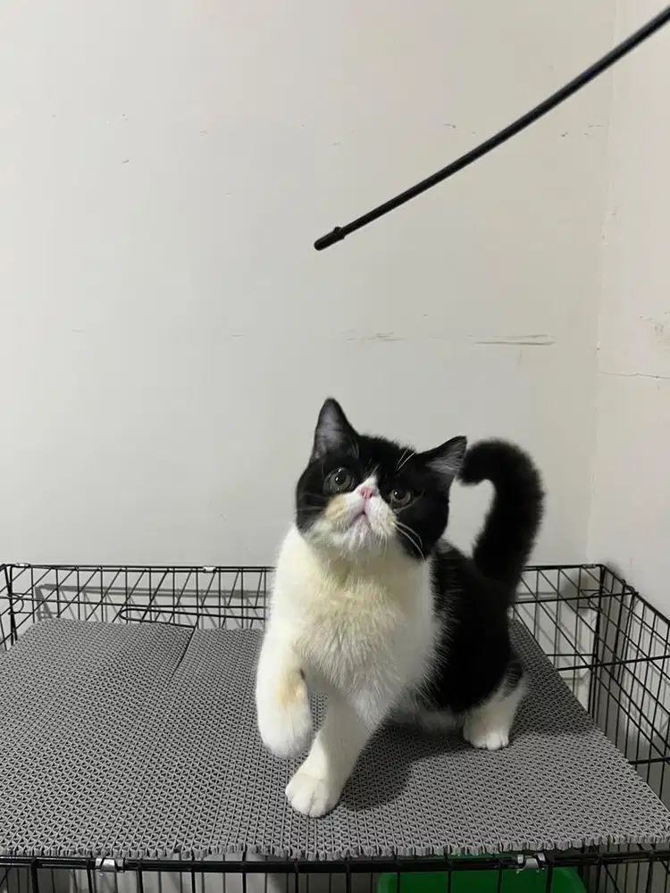 LEPAS ADOPSI EXOTIC SHORTHAIR/PEAKNOSE
