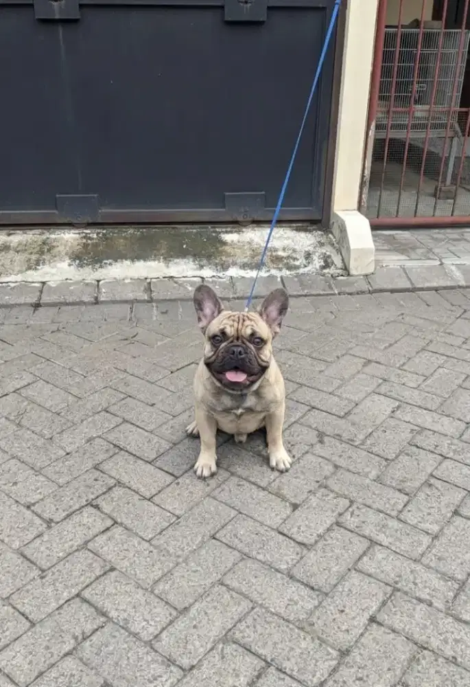 Open stud French Bulldog Male