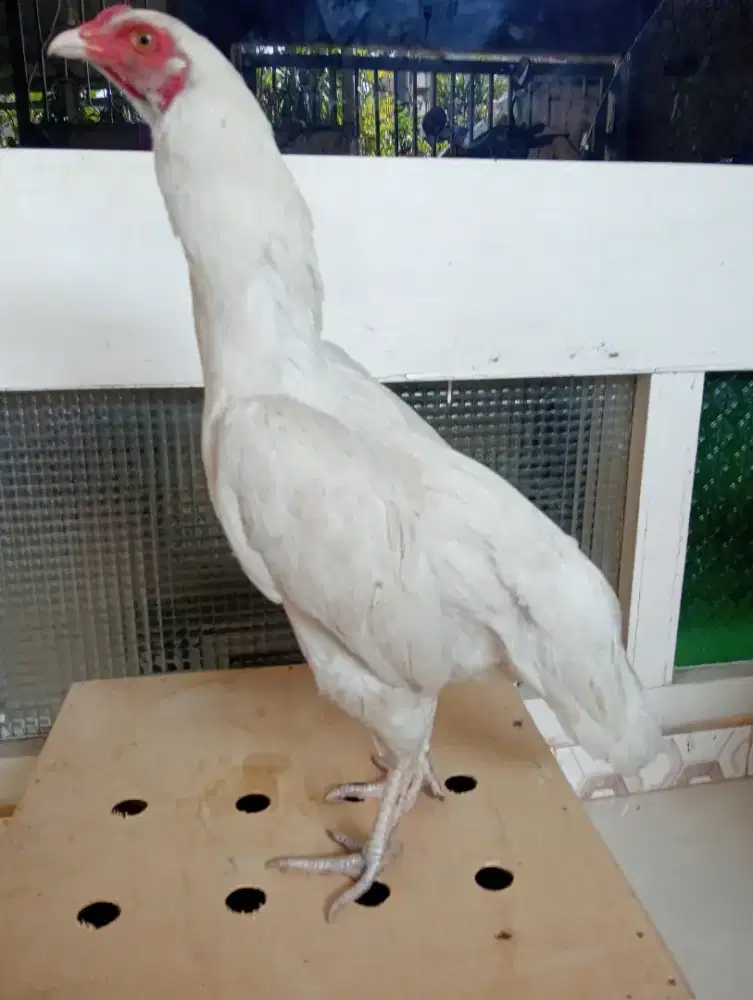 Ayam betina putih mulus tembuh baru kaki bulu putih
