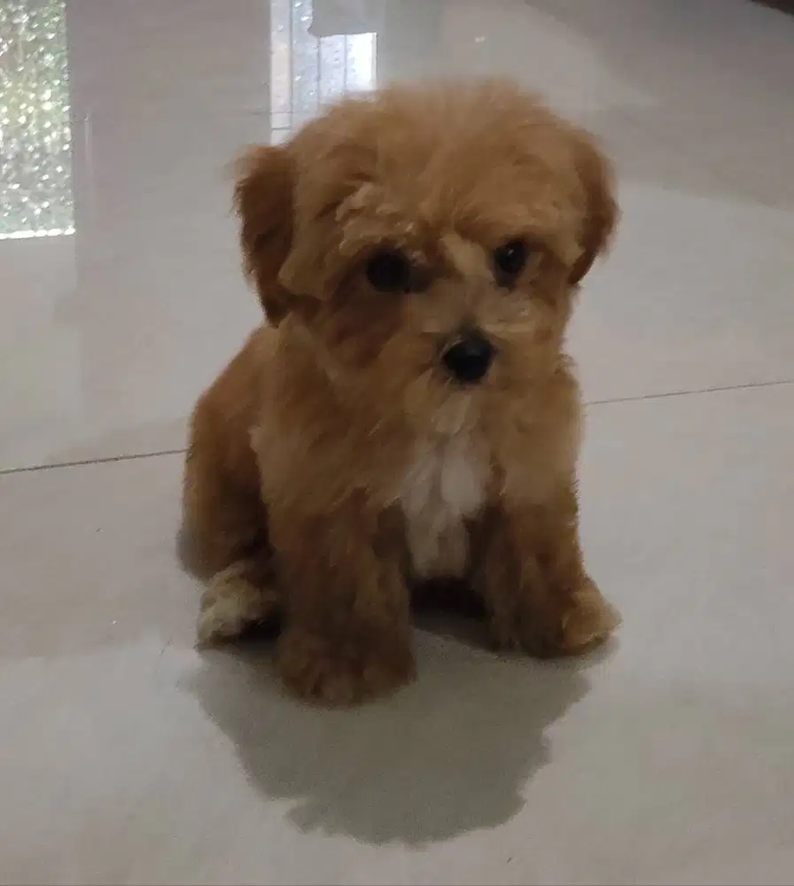 Poodle mix bichon