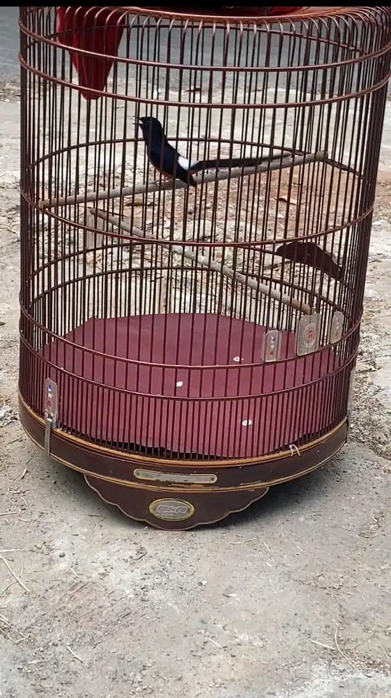 Burung murai batu