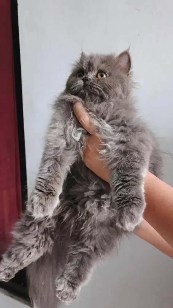 Kitten persia flatnose