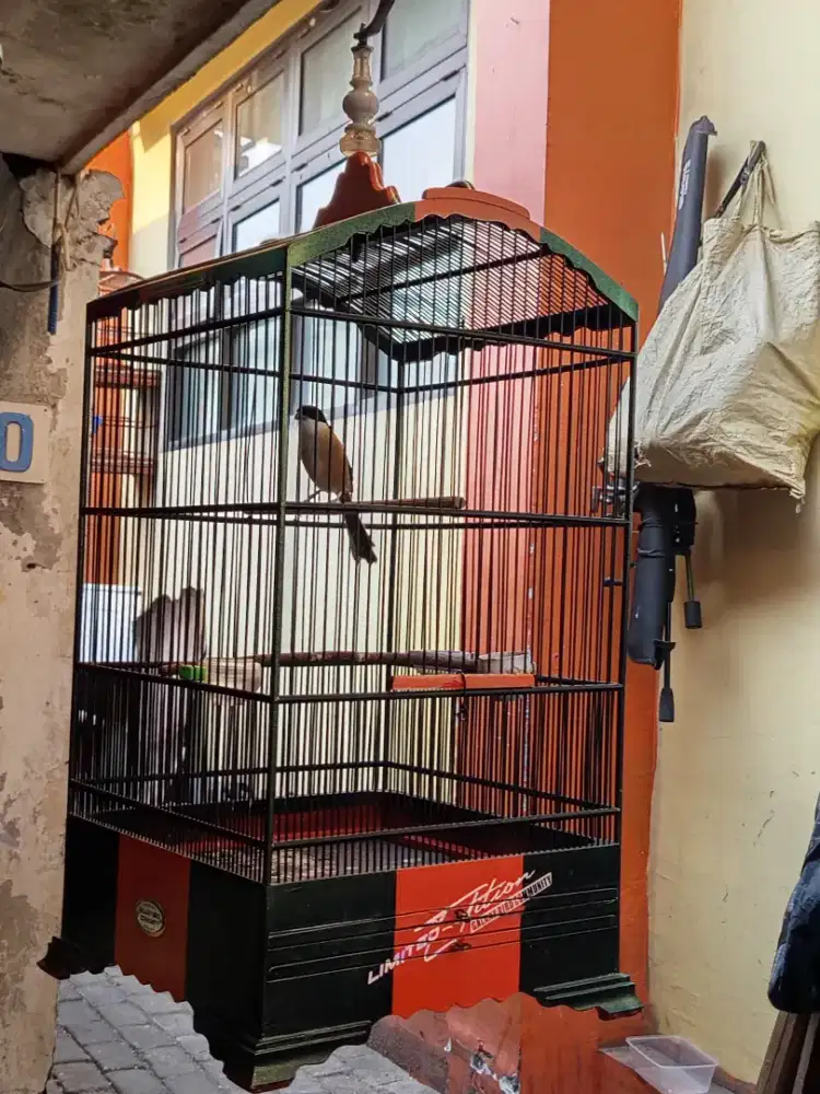 Cendet Sembur Harian Bunyi