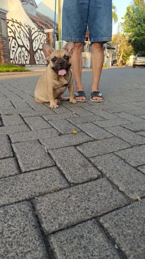 Female French Bulldog Cucu Import Korea