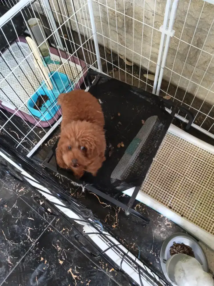 Anjing Poodle Fawn Impor