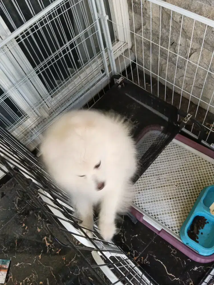 Anjing Pomeranian White