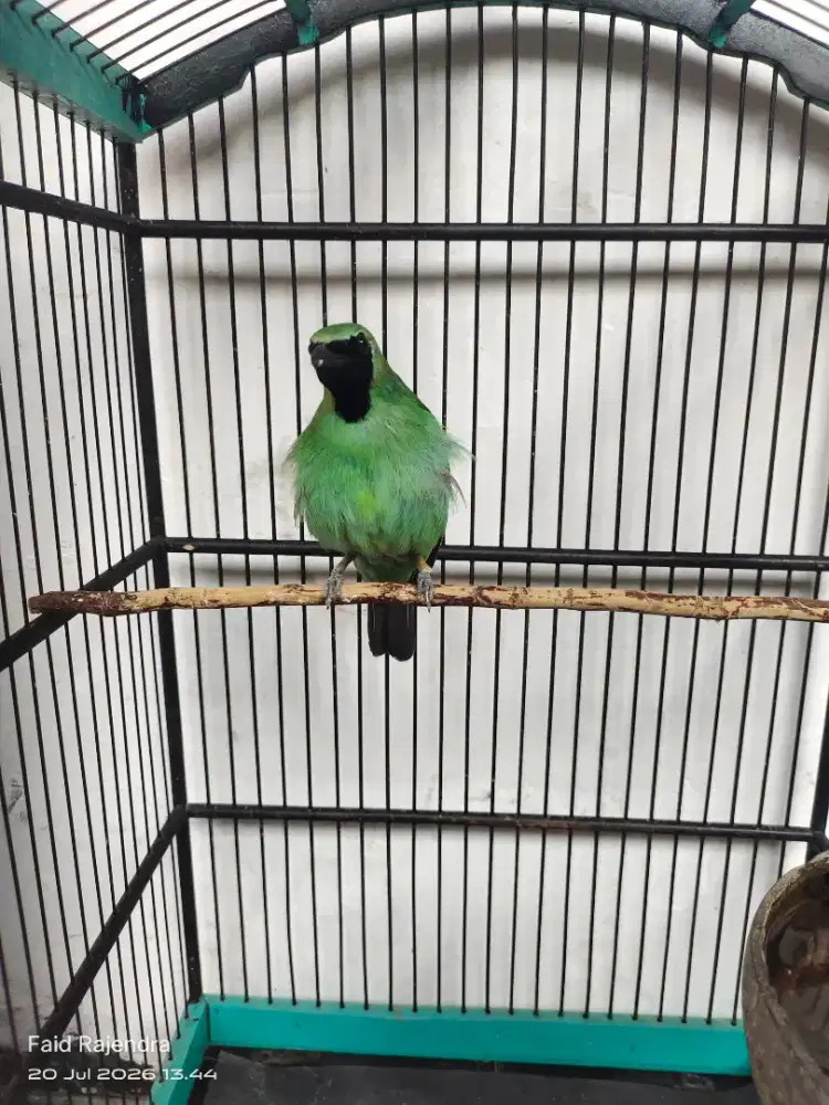 Burung murai daun