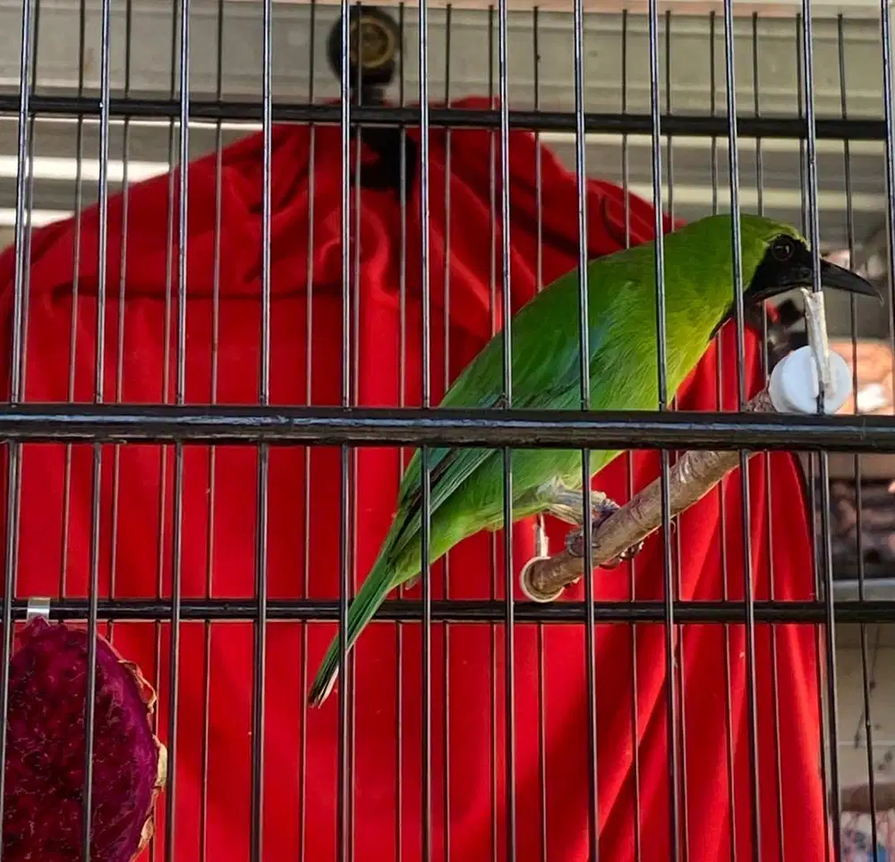 Burung dan sangkar