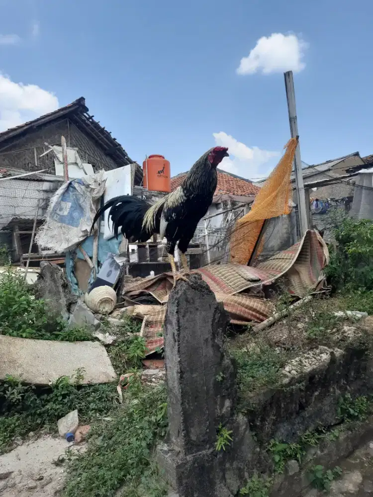 Ayam kampung jago jantan