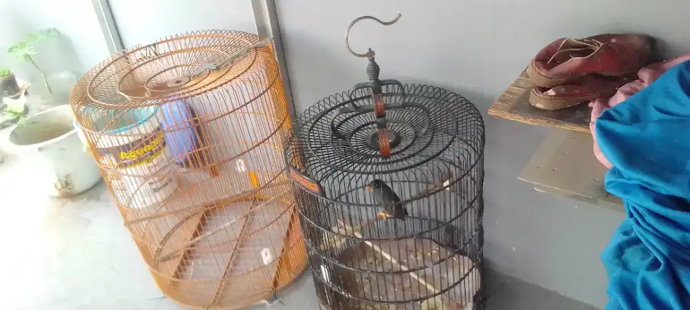 Sangkar Murai Minus Gantungan nya