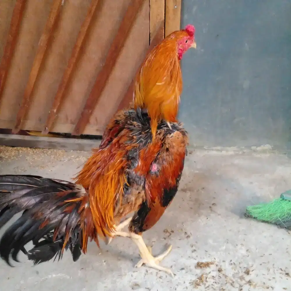 Ayam jago taji rampang