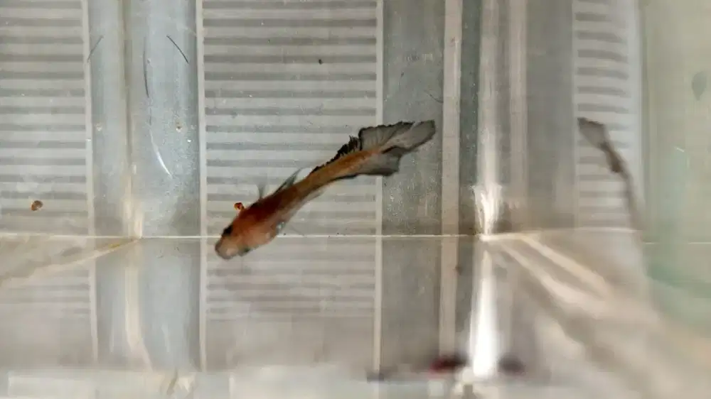 Ikan cupang 50rb dapat 3