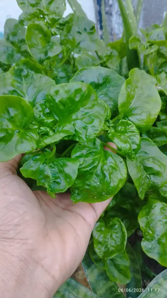 BIBIT BAYAM BRAZIL SUPER FOOD