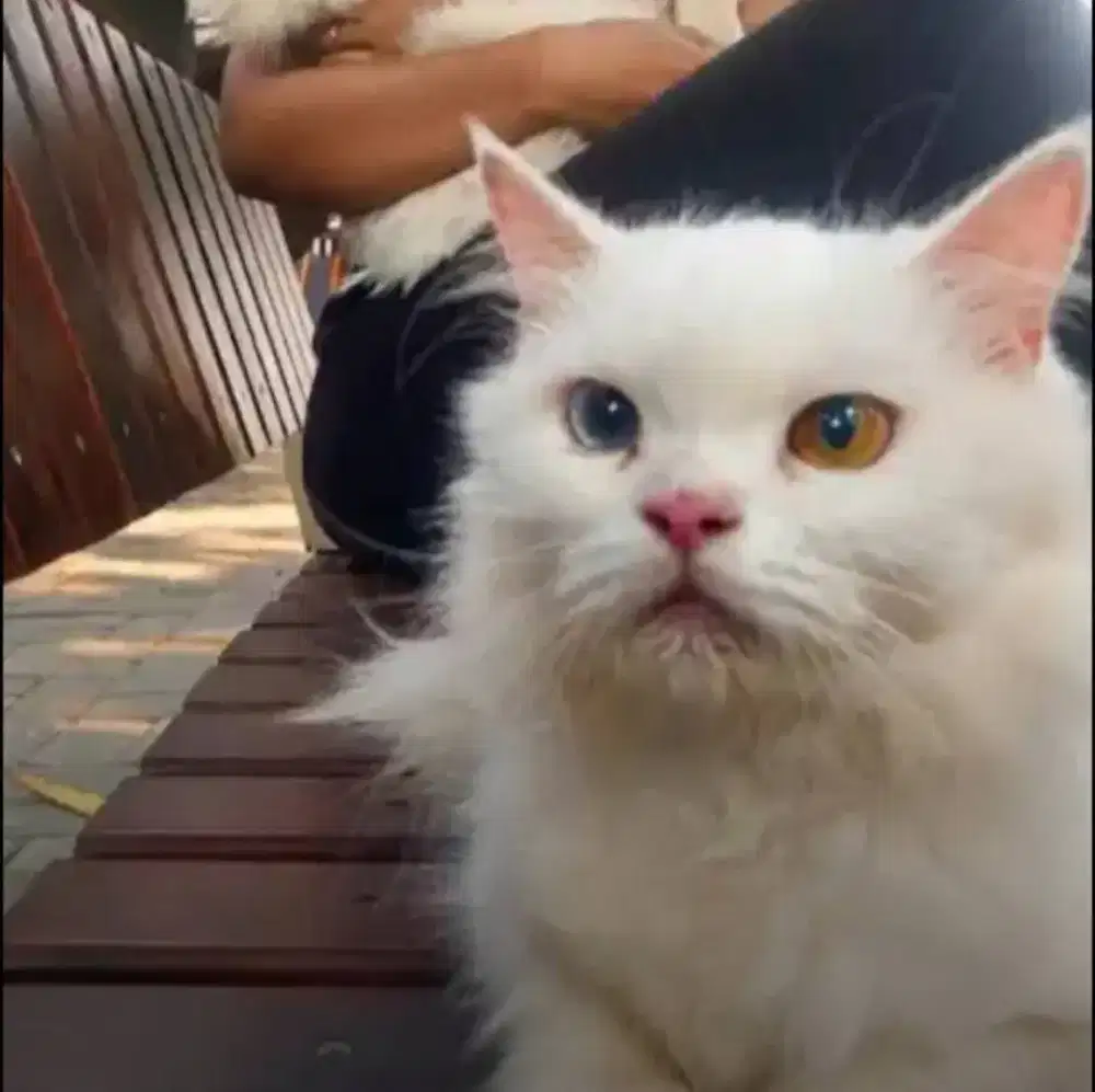 Kucing persia odd eye