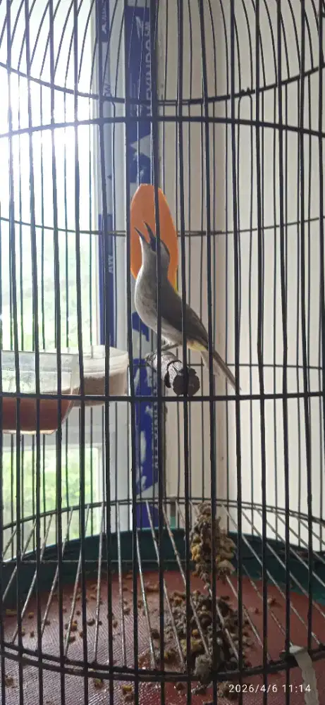 Crucuk ropel garuda