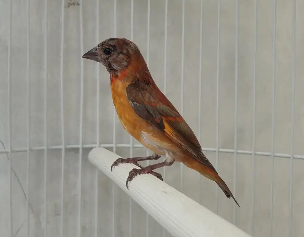 Red siskin dilute paud kaki hitam jantan