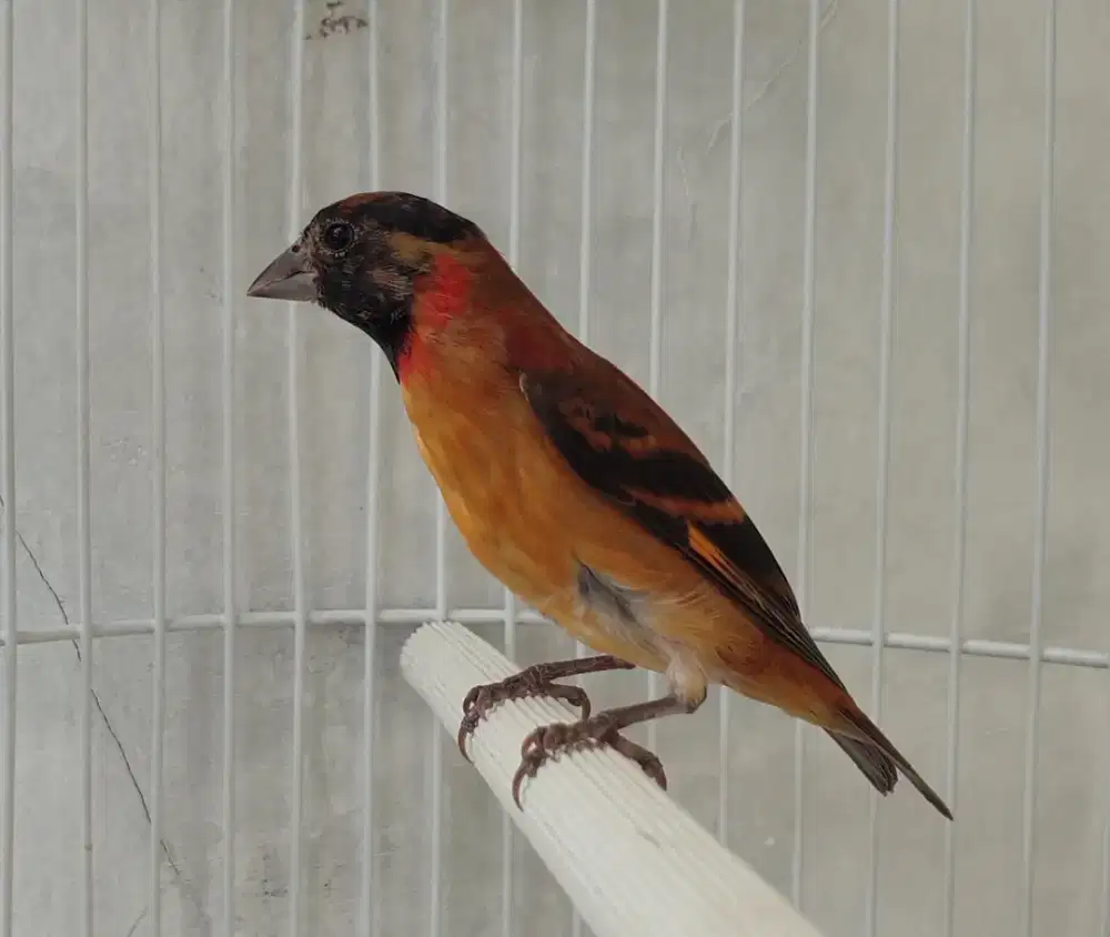 Red siskin klasik kaki hitam paud jantan