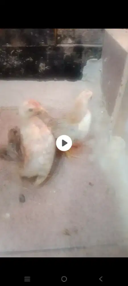 Ayam Kate ceper spasang