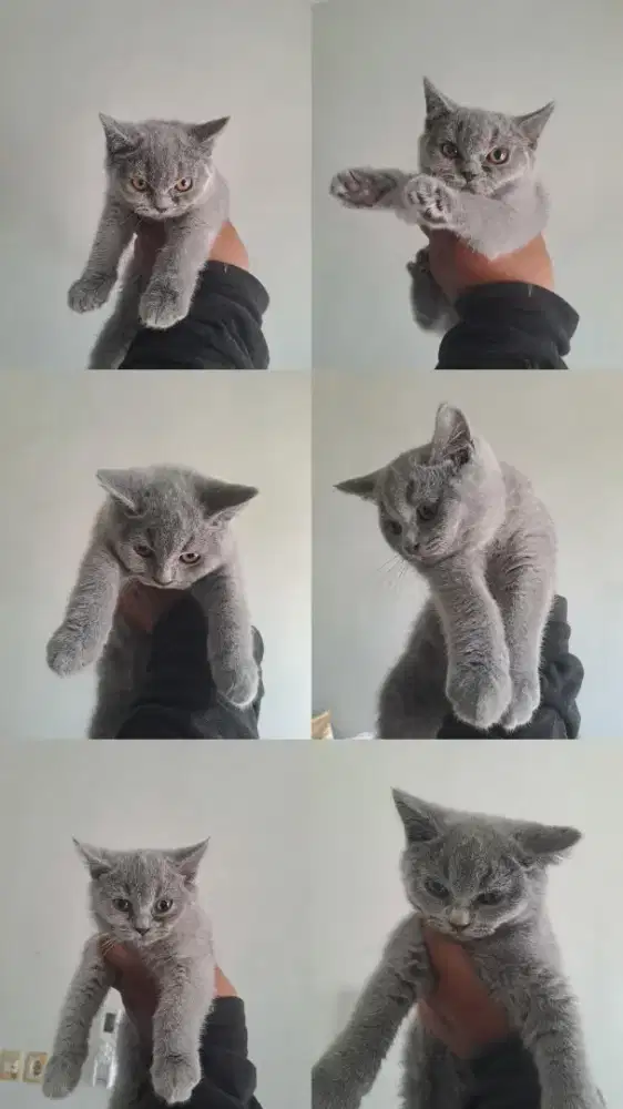Ope Adop Kitten BSH usia -+2bln