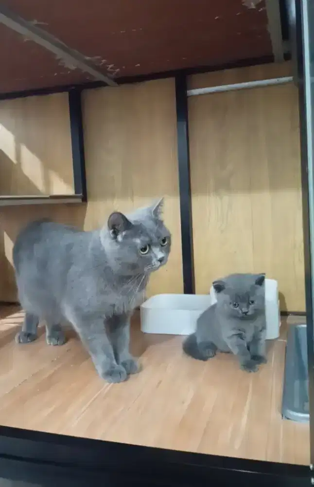 british shorthair / BSH