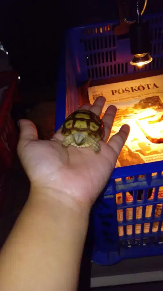 Dijual Sukcata size 5cm dan red foot size 10cm