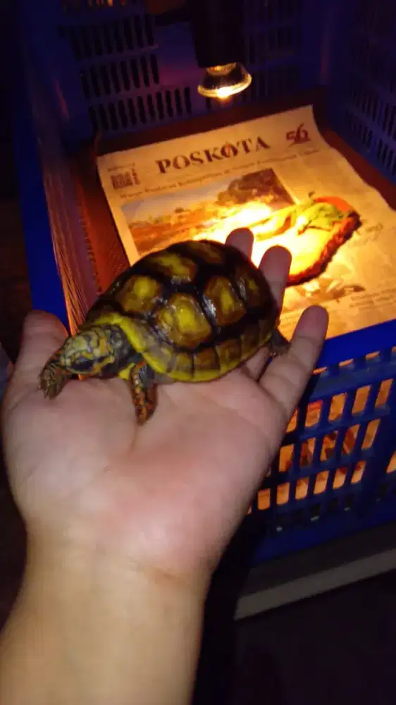 Dijual redfoot  8cm & sulcata size 5cm