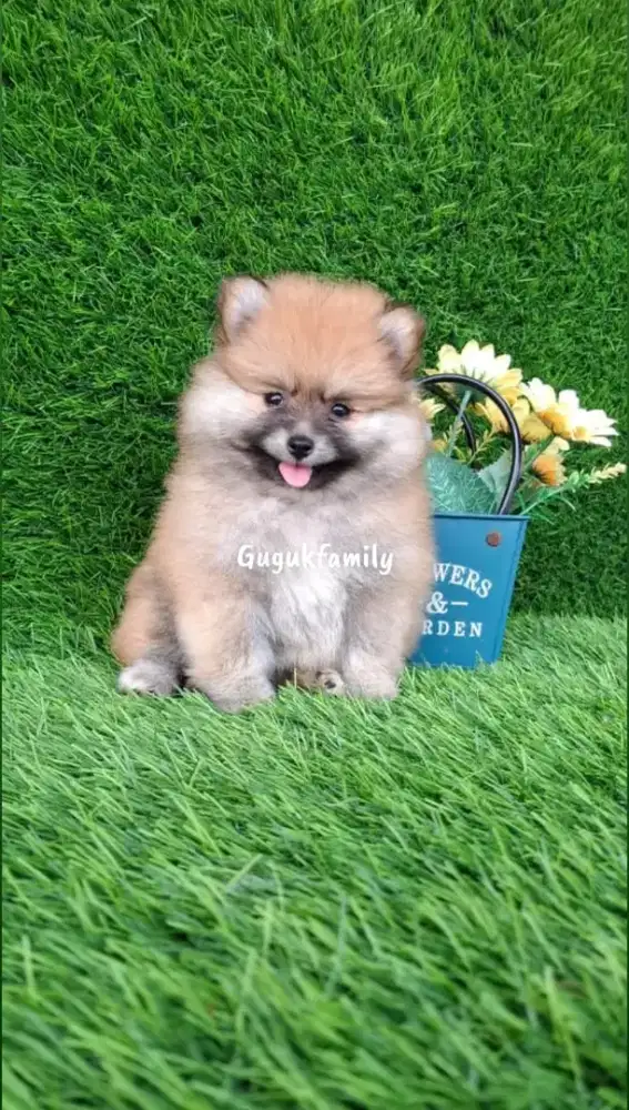 Mini Pomeranian