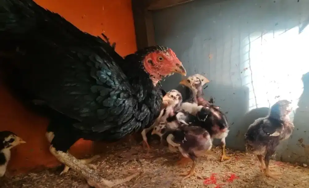 Anak ayam khoytrad