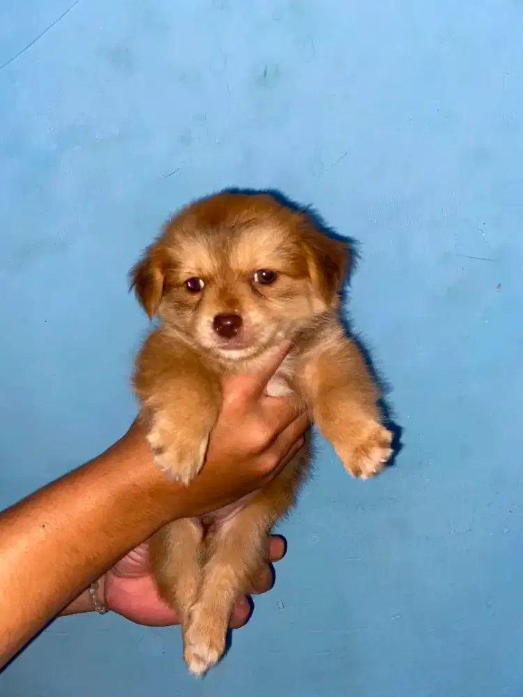 Shitzu mix pom 2bulan