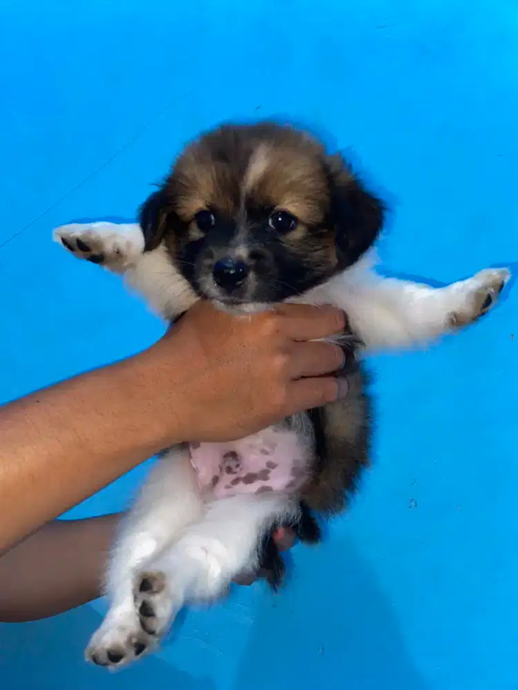 Shitzu mix pom 2bulan