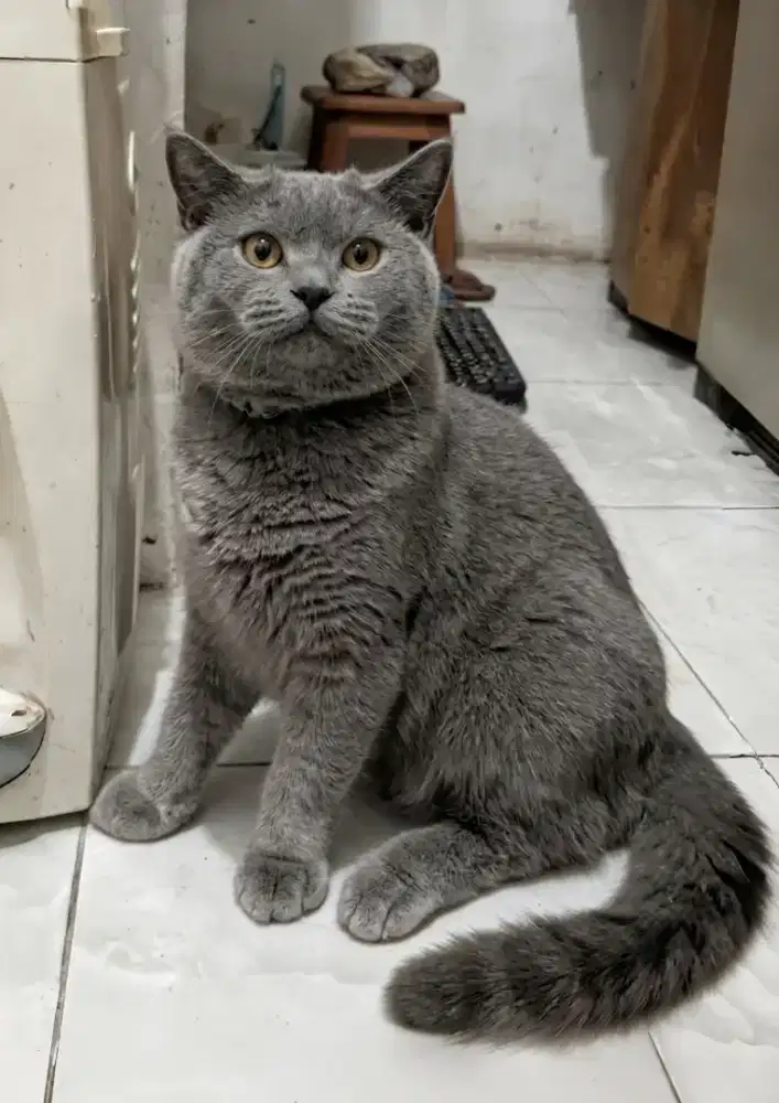 Kucing Bsh Blue jantan 8 bln