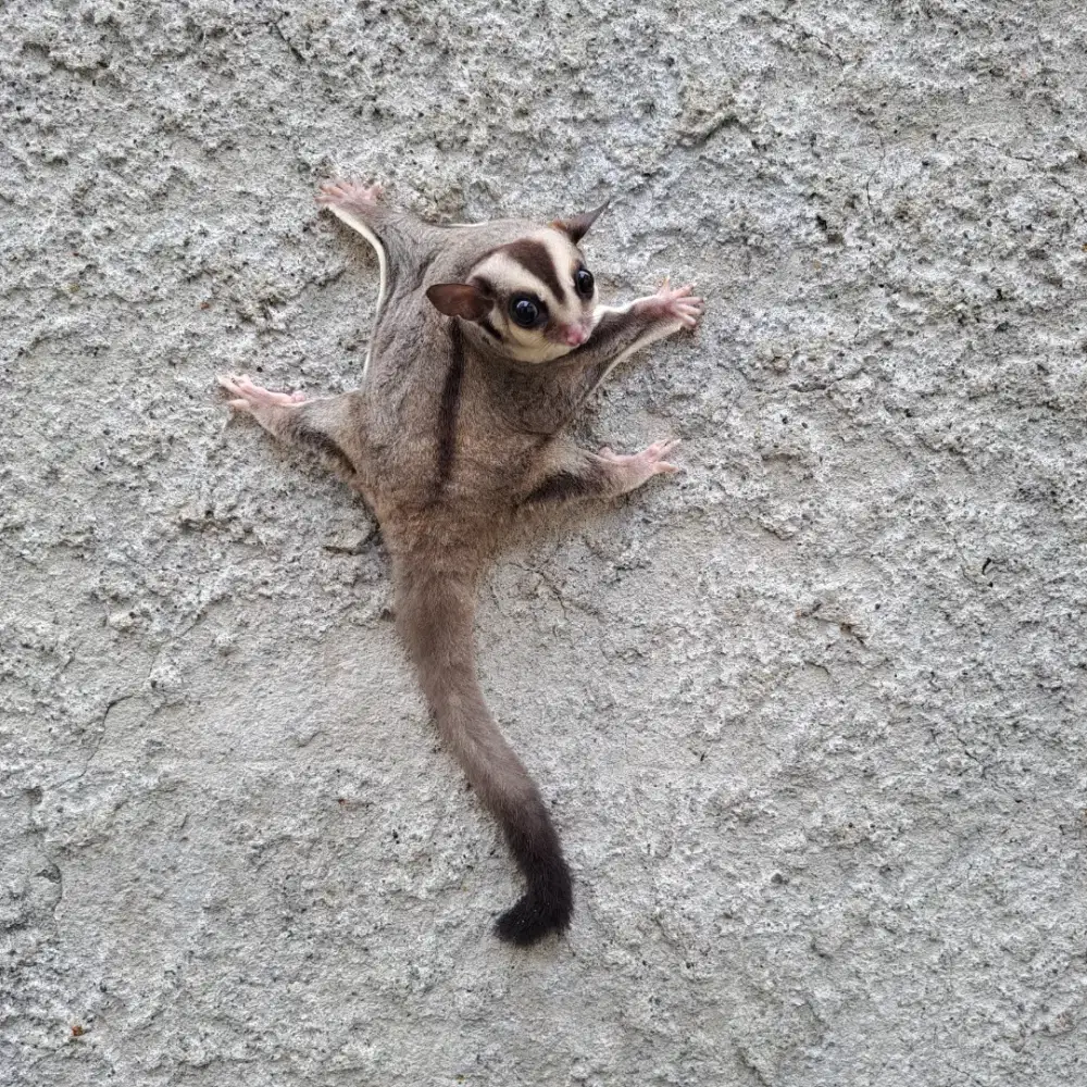 Sugar Glider CG het Caramel Betina