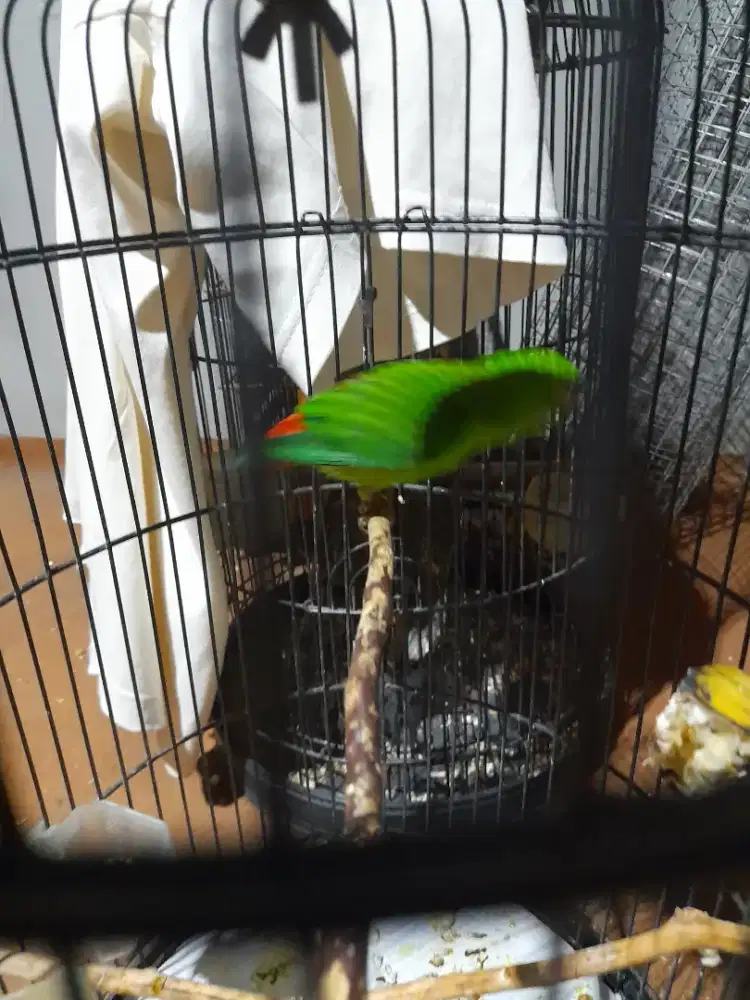 Burung murmer ada di gedebage